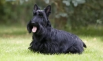 Scotch terrier
